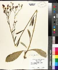 Vernonia acaulis image