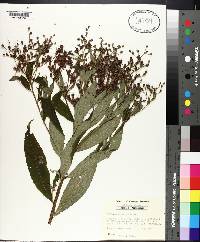 Vernonia gigantea subsp. gigantea image