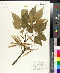 Fraxinus profunda image