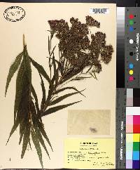 Vernonia fasciculata image