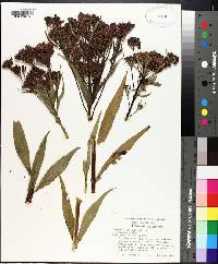 Vernonia fasciculata image