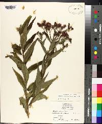 Vernonia baldwinii subsp. baldwinii image