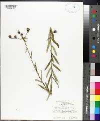 Vernonia angustifolia var. scaberrima image