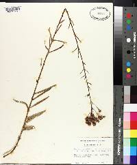 Vernonia angustifolia var. scaberrima image