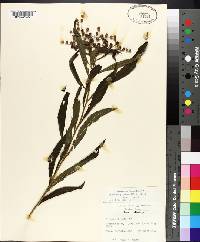 Vernonia gigantea subsp. gigantea image