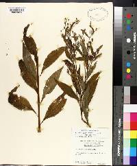 Vernonia gigantea subsp. gigantea image