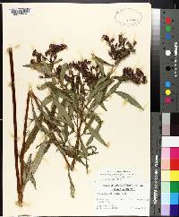 Vernonia gigantea subsp. gigantea image