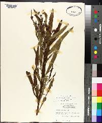 Vernonia gigantea subsp. gigantea image