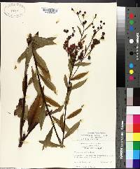 Vernonia gigantea subsp. gigantea image