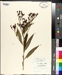 Vernonia gigantea subsp. gigantea image