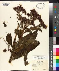 Vernonia gigantea subsp. gigantea image