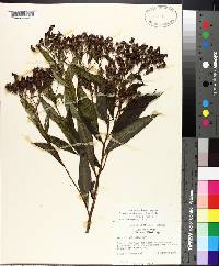 Vernonia gigantea subsp. gigantea image