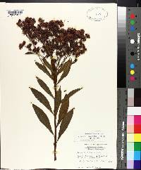 Vernonia gigantea subsp. gigantea image