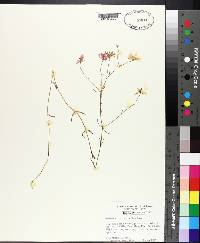 Sabatia campanulata image