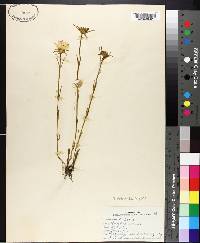 Sabatia dodecandra image