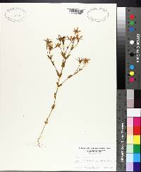 Sabatia campestris image