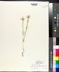 Sabatia gentianoides image