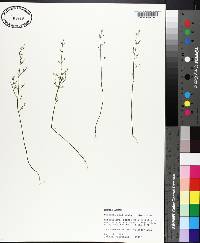 Bartonia paniculata image