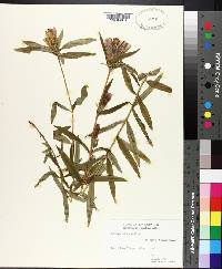 Gentiana linearis image