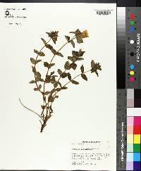 Gentiana platypetala image