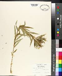 Amsonia tabernaemontana image