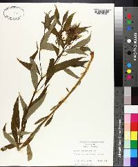 Amsonia tabernaemontana image