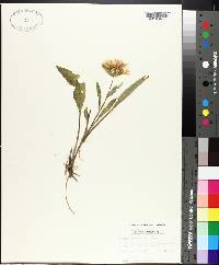 Stokesia laevis image