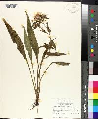 Stokesia laevis image