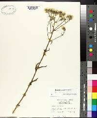 Eupatorium album image