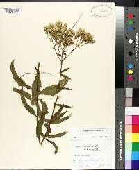 Eupatorium album image