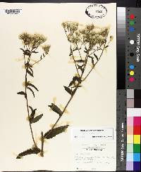 Eupatorium album image