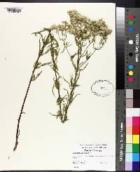 Eupatorium album image