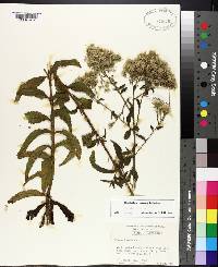 Eupatorium album image