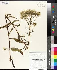 Eupatorium album image