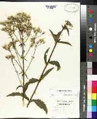 Eupatorium album image