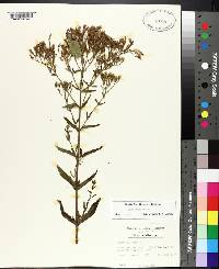 Eupatorium album image