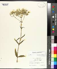 Eupatorium album image