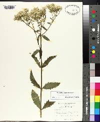 Eupatorium album image