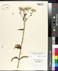 Eupatorium album image