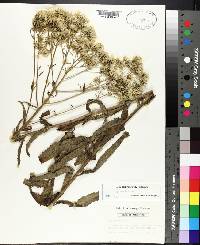 Eupatorium album image