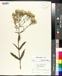 Eupatorium album image