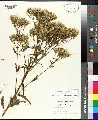 Eupatorium album image