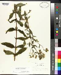 Eupatorium album image