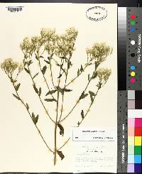 Eupatorium album image