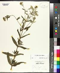 Eupatorium album image