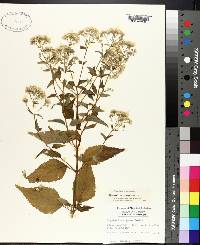 Eupatorium aromaticum image