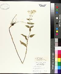 Eupatorium aromaticum image