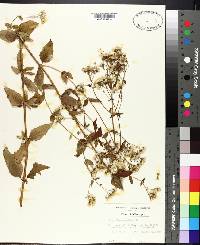 Eupatorium aromaticum image