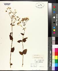 Eupatorium aromaticum image