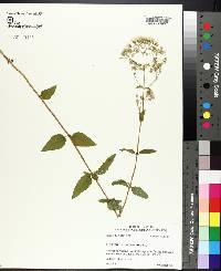 Eupatorium aromaticum image